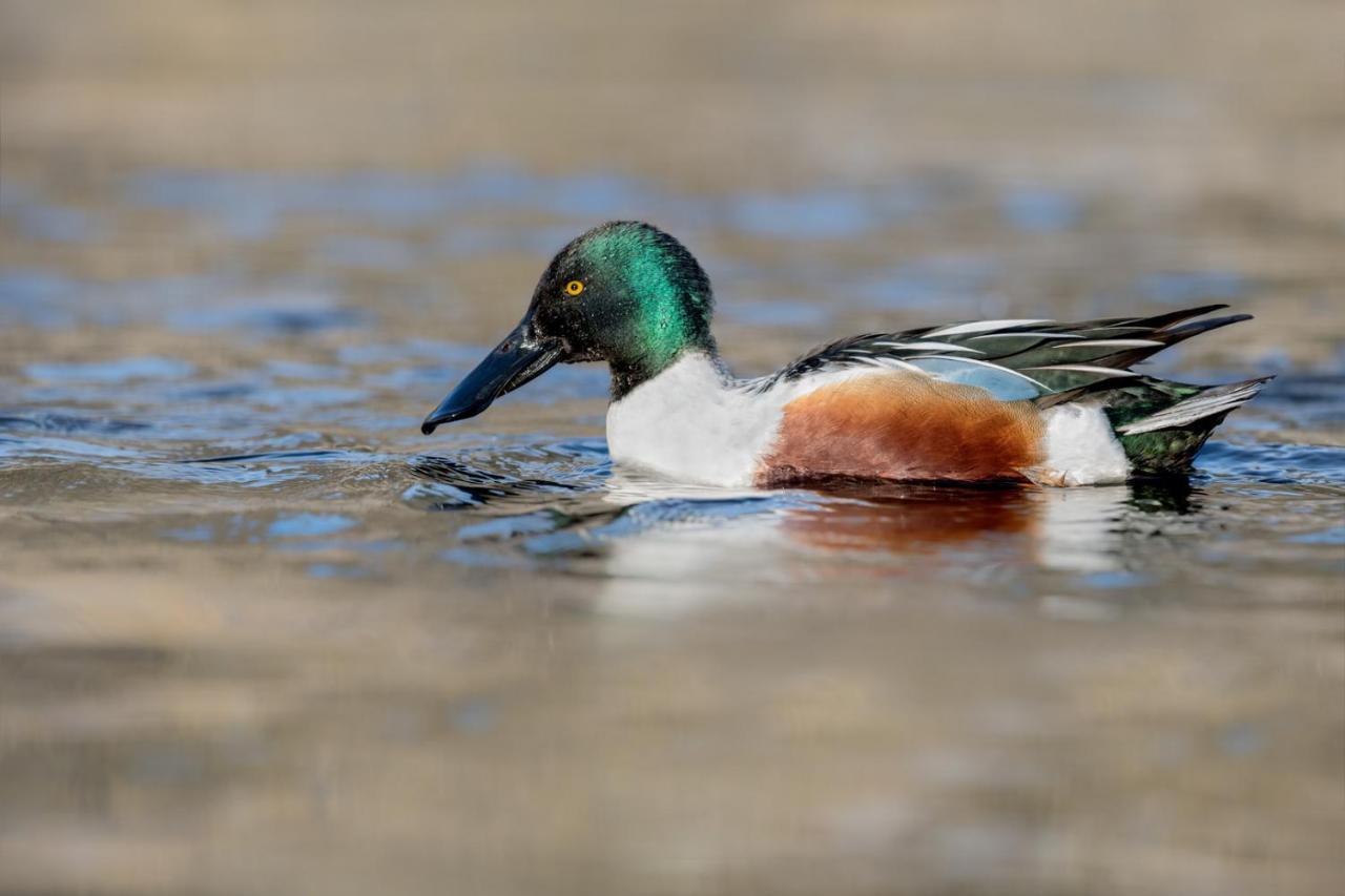 Fewo Im Naturschutzgebiet Hiddenhausen Bagian luar foto