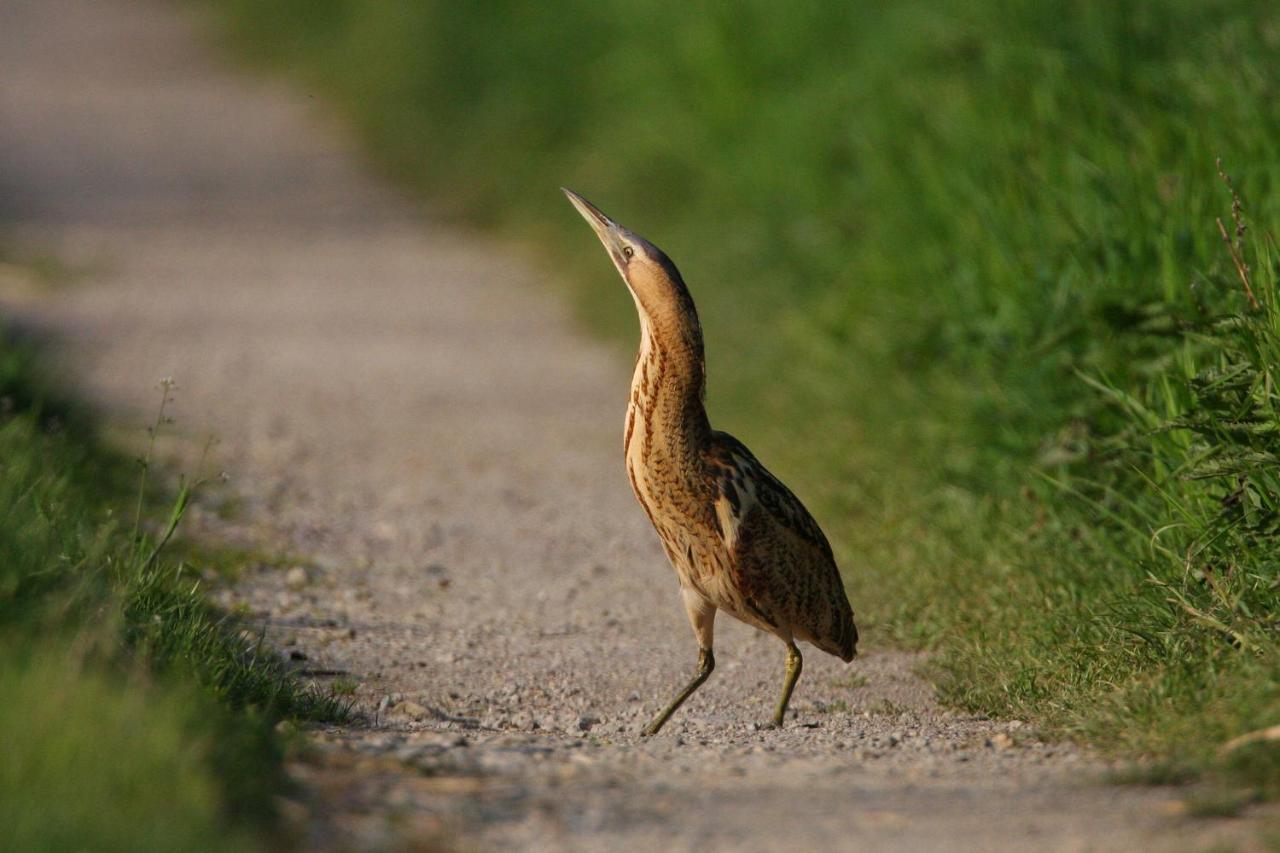 Fewo Im Naturschutzgebiet Hiddenhausen Bagian luar foto