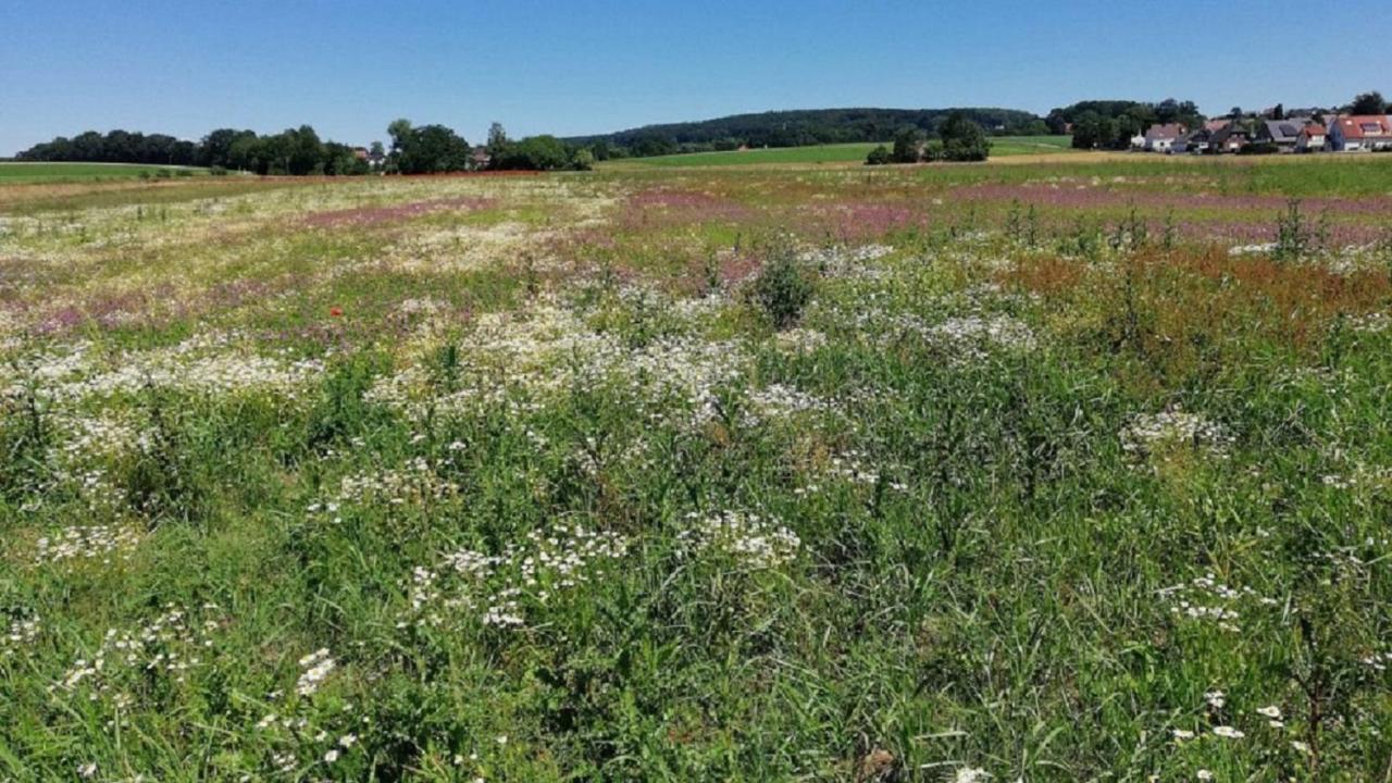 Fewo Im Naturschutzgebiet Hiddenhausen Bagian luar foto