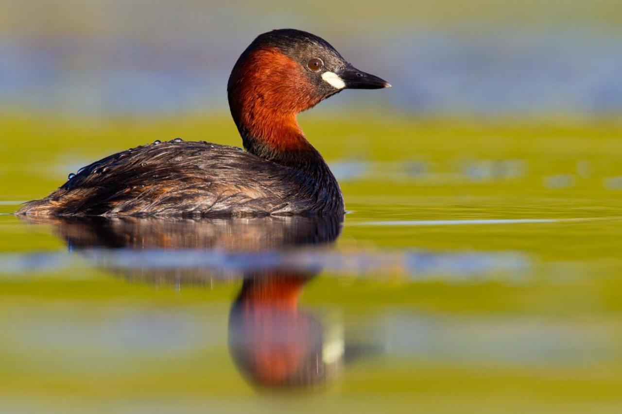 Fewo Im Naturschutzgebiet Hiddenhausen Bagian luar foto