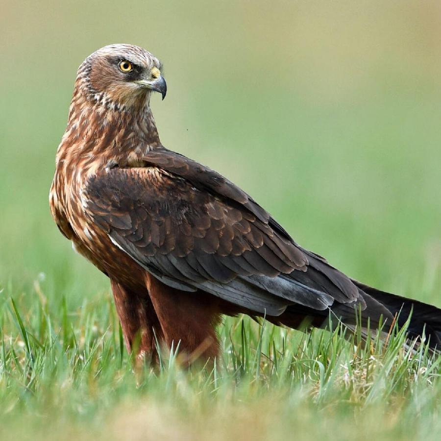 Fewo Im Naturschutzgebiet Hiddenhausen Bagian luar foto