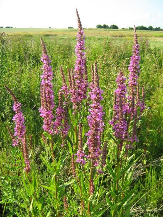 Fewo Im Naturschutzgebiet Hiddenhausen Bagian luar foto