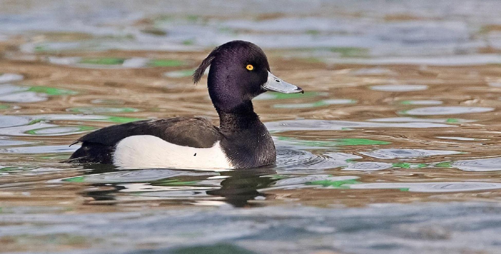 Fewo Im Naturschutzgebiet Hiddenhausen Bagian luar foto